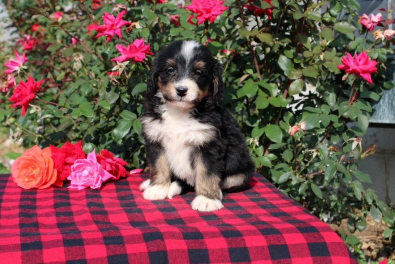 puppy, for, sale, Bernedoodle, Matthew B. Stoltzfus, dog, breeder, Gap, PA, dog-breeder, puppy-for-sale, forsale, nearby, find, puppyfind, locator, puppylocator, aca